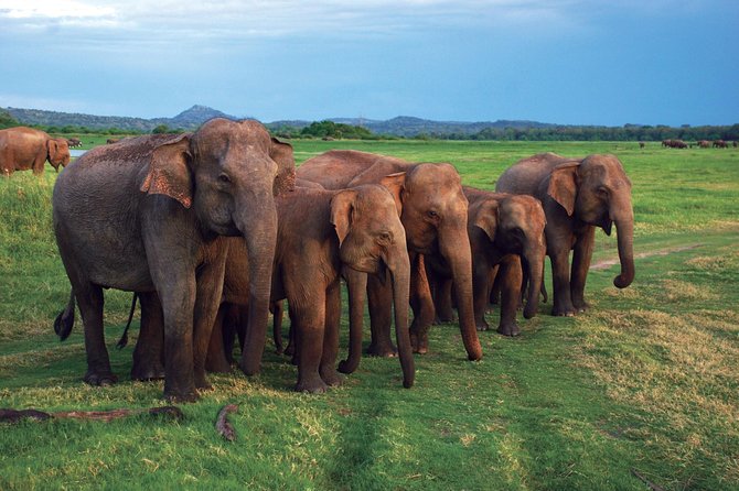 03 Nights in Amazing Sri Lanka - What this tour costs, and why $298 can be good value