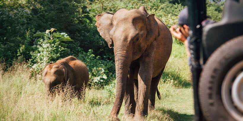 1-Day Tour of Both Yala and Udawalawe National Parks - Price and entrance fees: what you should confirm before you go