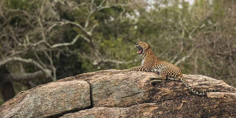 1-Day Tour of Both Yala and Udawalawe National Parks - 5 AM pickup and the road to Yala: your best odds for Golden Hours