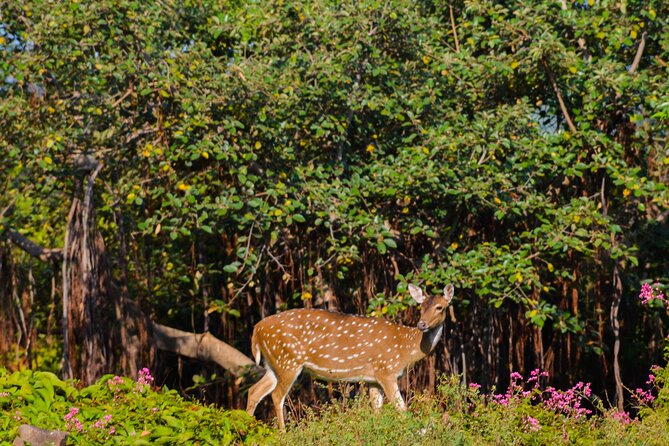 14-Day Private Tour in Sri Lanka - Habarana and Minneriya: Safari Country With Elephant Energy