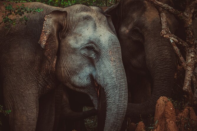15-Day Tour in Sri Lanka with Private Driver - Kandy core stops: spice garden, gem workshop, and the Tooth Relic night