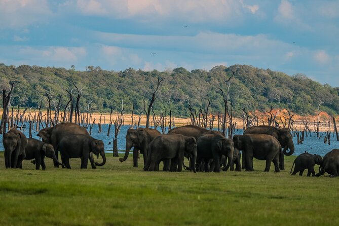 15-Day Tour in Sri Lanka with Private Driver - Royal Botanical Gardens and tea country pauses in Nuwara Eliya
