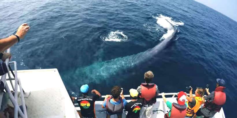 2-Day Whale Watching & Southern Sri Lanka Tour - Key Highlights That Make This Tour Worth It