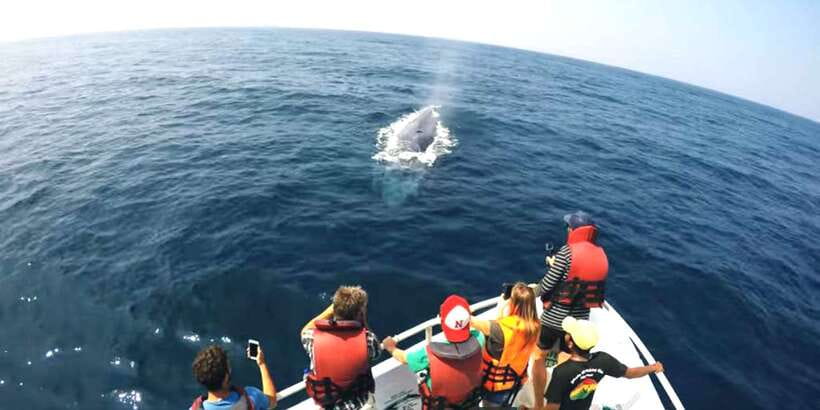 2-Day Whale Watching & Southern Sri Lanka Tour - Should You Book This Whale Watching and Southern Sri Lanka Tour?