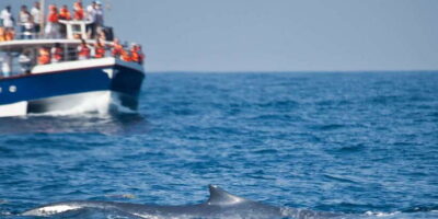 2-Day Whale Watching & Southern Sri Lanka Tour