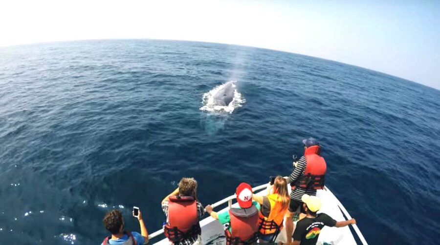 2-Day Whale Watching & Southern Sri Lanka Tour - Hikkaduwa Marine Sanctuary and the Glass-Bottom Coral View