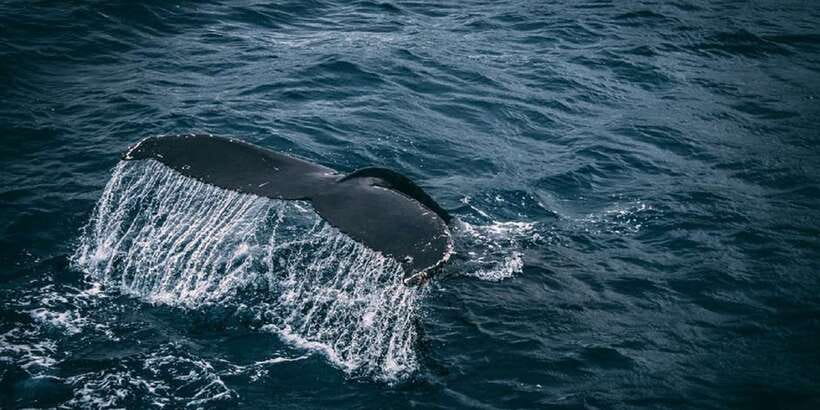 2-Day Whale Watching & Southern Sri Lanka Tour - Who This 2-Day Southern Sri Lanka Tour Fits Best
