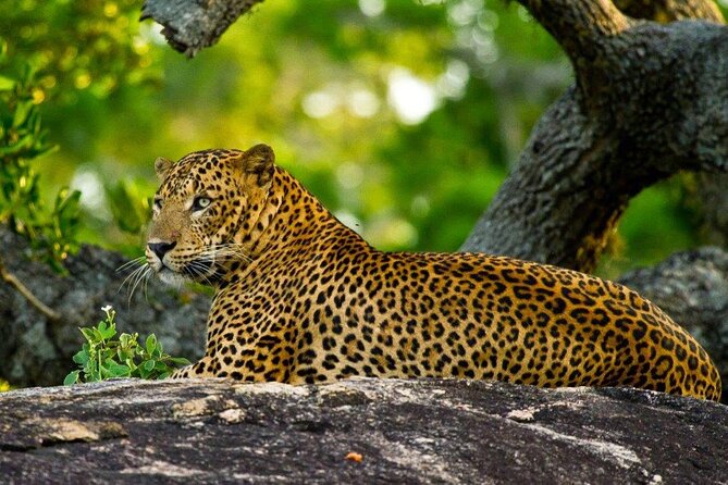 2 Days Tour of Double Safari (Yala & Udawalawe) - All Inclusive - Key points to know before you go