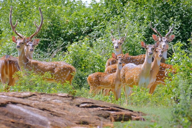 2 Days Tour of Double Safari (Yala & Udawalawe) - All Inclusive - Small pro tips for the best Yala and Udawalawe experience