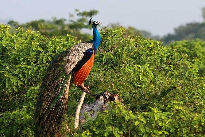 2 Days Tour of Double Safari (Yala & Udawalawe) - All Inclusive - Day 2: Udawalawe morning safari, Elephant Transit Home, then a temple stop