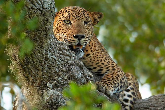 2 Nights All Inclusive Treehouse Safari in Yala with transfers - Key highlights