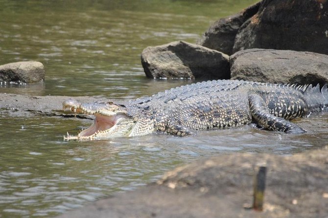 2h Bentota River Safari: Crocodiles, Monkeys, Mangrove & more - Wildlife you might see: crocodiles, monkeys, monitor lizards, and more