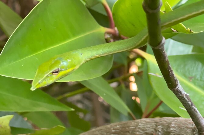 2h Bentota River Safari: Crocodiles, Monkeys, Mangrove & more - The Bentota River ride: mangroves, birdlife, and reptile spotting