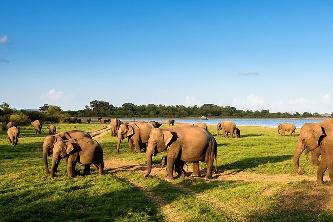 3 Days Glimpse Of Sri Lanka - Gem lapidary, wood carving, and how the crafts fit the day