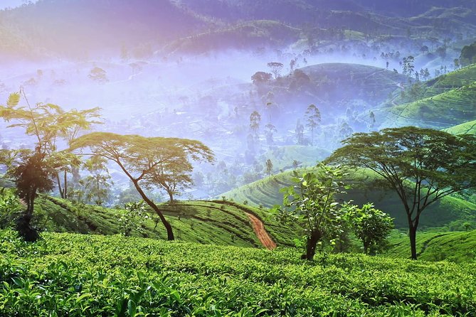 3 Days Nature and Chill Tour of Ella, Nuwara Eliya and Haputale - Day 1: Ramboda Waterfall, Gregory Lake, Horton Plains, and Nuwara Eliya tea