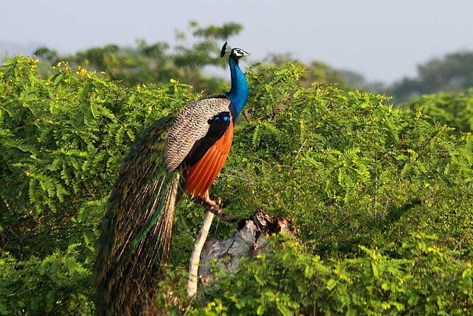 3 Days Private Tour of Yala Safari/ Ella/ Kandy - All Inclusive - Ella day itinerary: falls, bridges, and one climb worth the sweat
