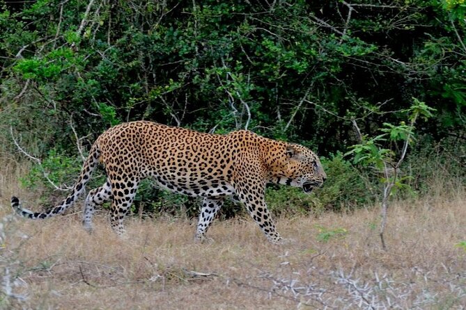 3 Days Private Tour of Yala Safari/ Ella/ Kandy - All Inclusive - Yala National Park morning safari: what private time buys you