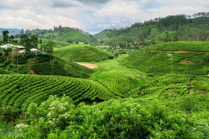 3 Days Tour to Kandy, Nuwara Eliya & Sigiriya - Who this tour fits best, and who should skip it