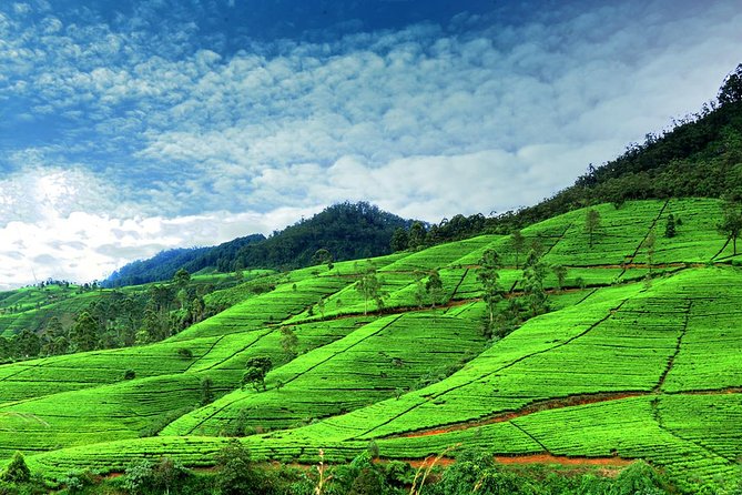 3 Days Tour to Kandy Nuwara Eliya & Sigiriya from Colombo - Peradeniya Gardens and the Kandy View Point: Worth the Uphill Minutes