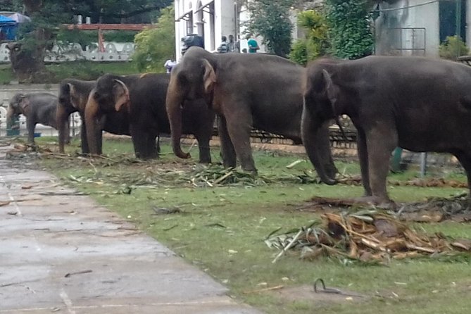 5 Day Private Tour Sri Lanka - Udawalawe wildlife mornings, Mirissa beach evenings: the best kind of contrast