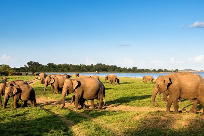 6 Days Nature And Culture Tour - Starting Point: Colombo Airport to the First Culture Hits
