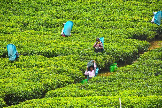 7 Days Classical Tour to Sri Lanka - Ella by train: the Nanu Oya to Ella ride is the big scenic win