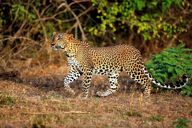8 Day Private Tour Sri Lanka with Wildlife & Outdoor Experiences from Colombo - Days 3 to 4: Udawalawe elephants, Yala leopards, and a jungle BBQ night