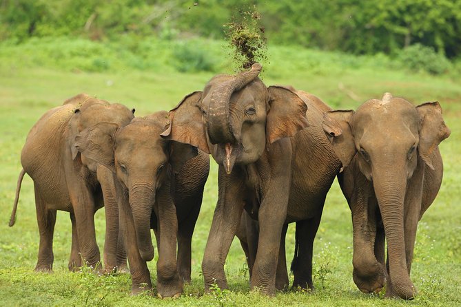 8 Day Private Tour Sri Lanka with Wildlife & Outdoor Experiences from Colombo - Day 6 Horton Plains and the World’s End viewpoint hike