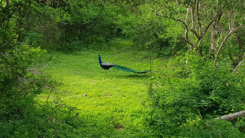 8-Day Sri Lanka Private Round Tour Hotels, Meals, Car, Guide - Day 2: Sunrise Sigiriya Rock, Spice Garden Visit, and the Drive to Kandy