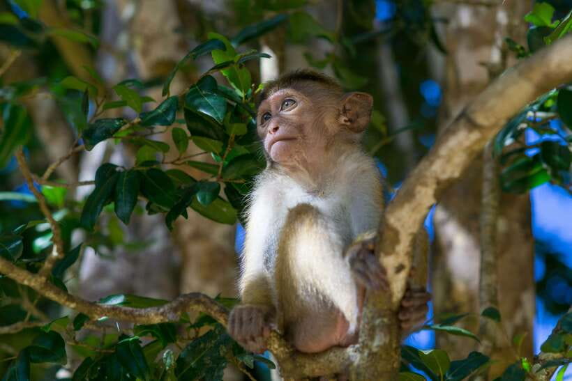 8-Day Sri Lanka Private Round Tour Hotels, Meals, Car, Guide - Day 5: Gregory Lake, Victoria Park, Blue Train to Ella, and Little Adam’s Peak