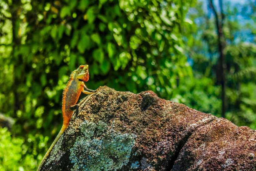 8-Day Sri Lanka Private Round Tour Hotels, Meals, Car, Guide - Day 6: Waterfalls and a Rock Temple, Then Your Choice of Yala or Udawalawe Safari