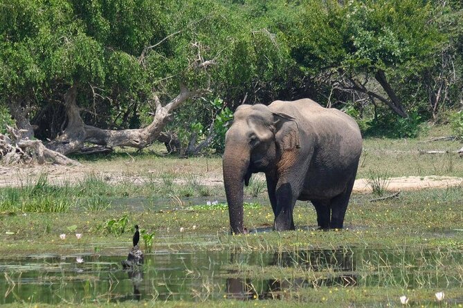 8-days Culture Triangle Tour - Day 3 Polonnaruwa ruins and Minneriya wildlife: ancient city scale plus nature time