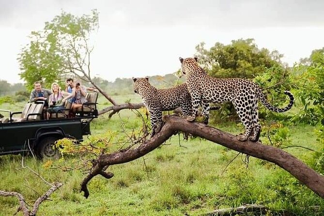 8 Days Private Guided Tour in Sri Lanka with accommodation (BB) - The guide factor: why Hasitha and Shani-style service matters