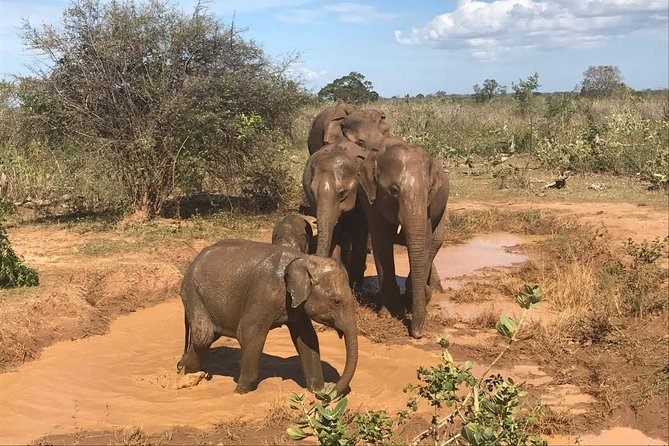 8 Days tour in Sri Lanka with privet driver and accommodations - Dambulla Cave Temple and the Minneriya-area 4x4 safari