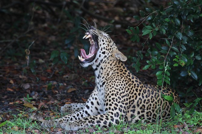 8 Days tour in Sri Lanka with privet driver and accommodations - Ella, Little Adam’s Peak, and the switch from hills to sea