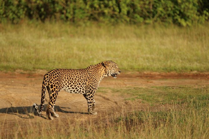 8 Days tour in Sri Lanka with privet driver and accommodations - Colombo, Bentota add-ons, and ending near Galle Dutch Fort