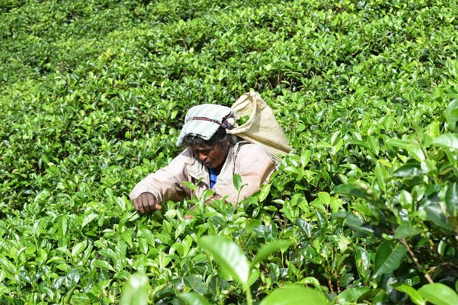 8 Days tour in Sri Lanka with privet driver and accommodations - Price and logistics: where the value is, and where extra money sneaks in
