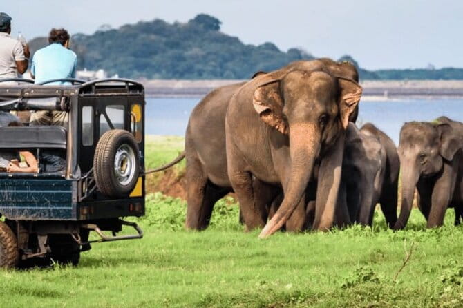 9 Days Guided Tour Through Sri Lanka - Negombo Fish Market to Dambulla Cave Temple: real morning energy