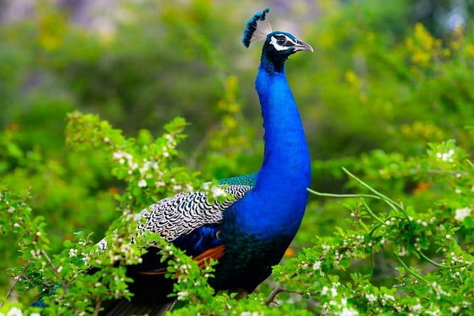 Adventure safari Experience in Hurulu Eco Park, Sri Lanka - Your guide: the real engine behind good elephant sightings