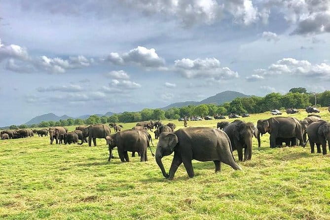 Adventure safari Experience in Hurulu Eco Park, Sri Lanka - Pickup and drop around Habarana: saving time you can spend on wildlife