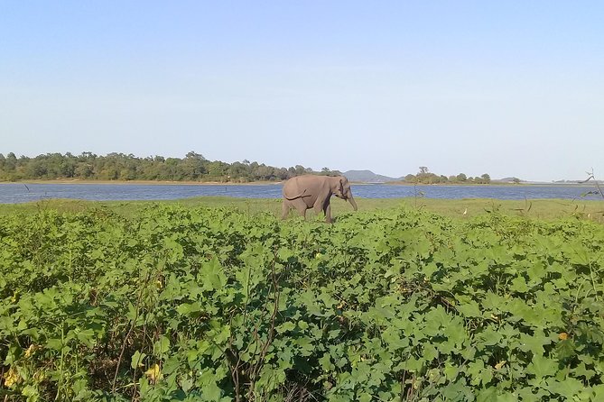 Adventure trincomalee to sigiriya and wild safari ,village tour - Key highlights to look for on this route