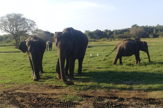 Adventure trincomalee to sigiriya and wild safari ,village tour - Minneriya or Kaudulla safari: your best shot at the Great Elephants gathering