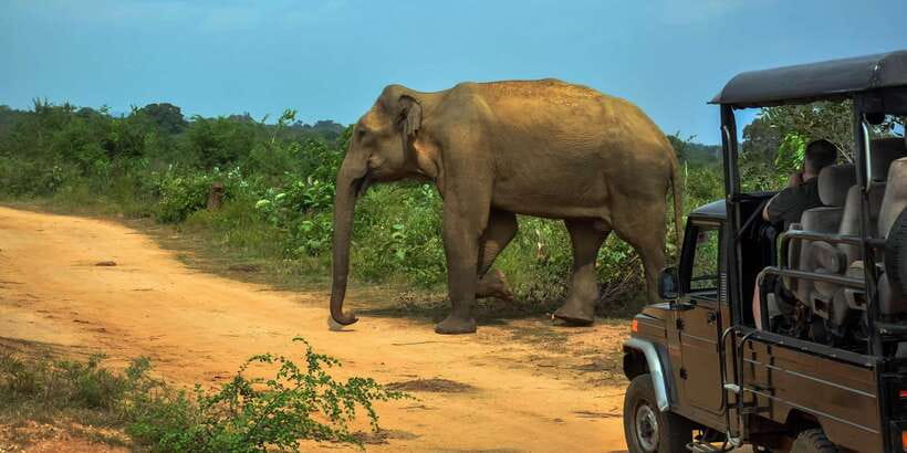 Ahangama: Udawalawe National Park Safari with Hotel Pickup - Udawalawe from Ahangama: the practical reason it feels easy