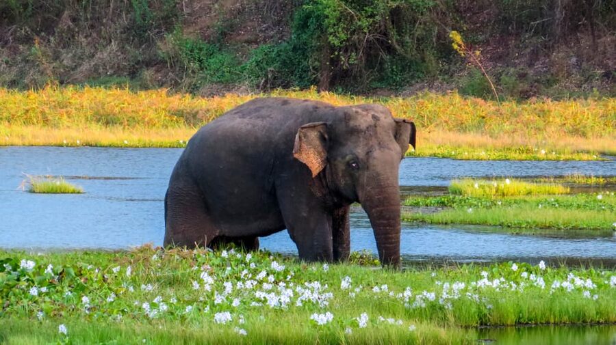 Ahangama: Udawalawe National Park Safari with Hotel Pickup - Entrance fees and the real cost of a safari day