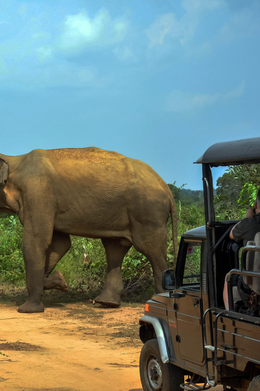 Ahangama: Udawalawe National Park Safari with Hotel Pickup - The balanced takeaway: value and expectations