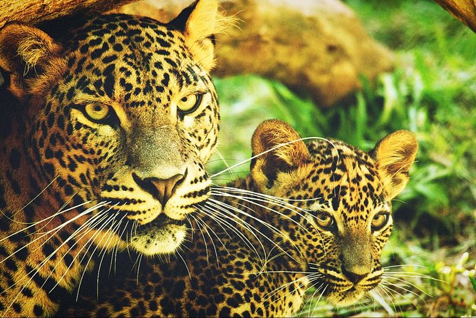 All in one Sri lanka 7nights 8 days for couple price - What the $720 Couple Price Actually Buys
