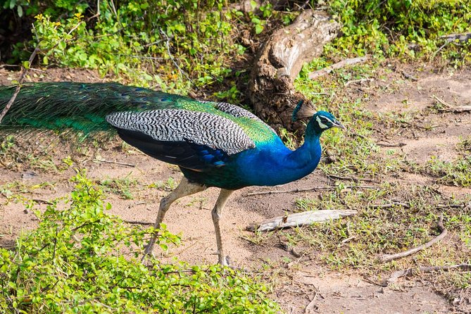 All Inclusive Leopard Nest Treehouse Safari in Yala - Value and price: what $200 actually buys you