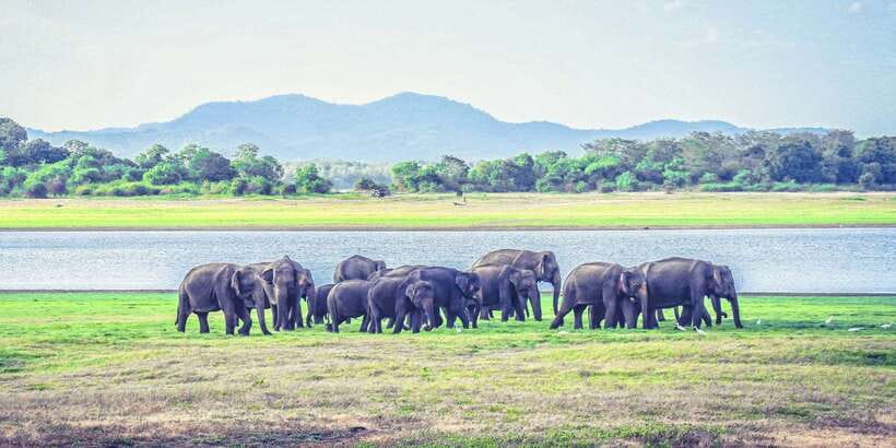All-Inclusive Minneriya National Park Afternoon Safari - Comfort, rules, and who should think twice