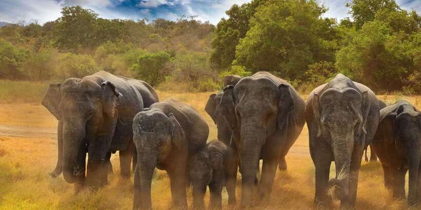 All-Inclusive Minneriya National Park Afternoon Safari - If luck is on your side: leopard, sloth bear, crocodiles, and pythons