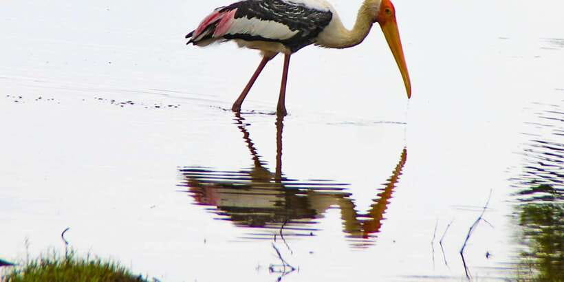 All-Inclusive Minneriya National Park Afternoon Safari - Pickup and drop-off across North Central Province, easy to slot in
